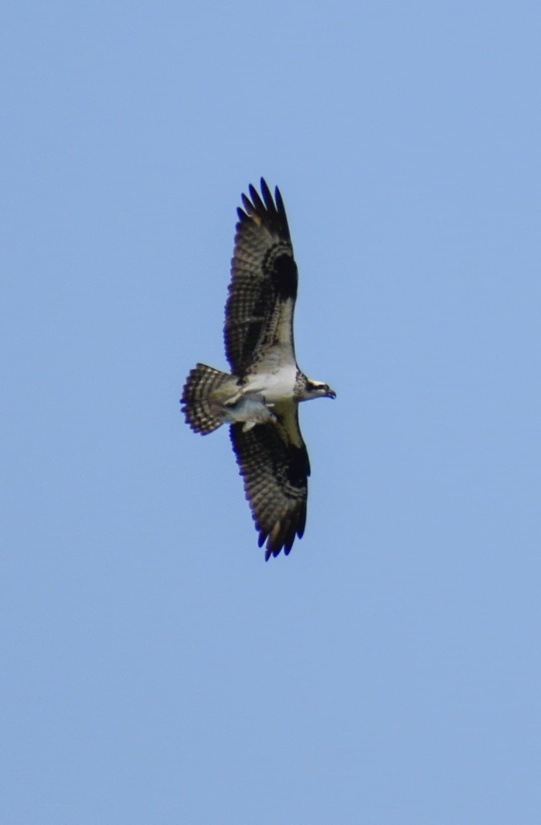 Águila Pescadora